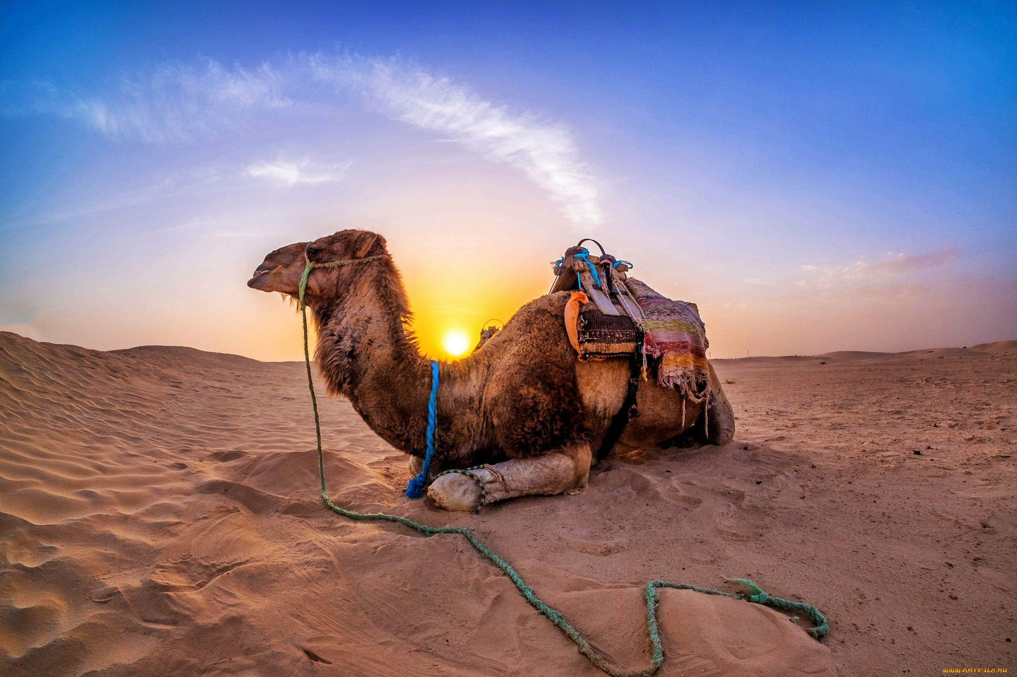 Desert camel. Двугорбые Верблюды Караван. Верблюд двугорбый в пустыне Египта. Одногорбый верблюд Караван. Караван одногорбых верблюдов.